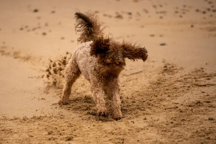 un chien qui court dans le sable sur une plage