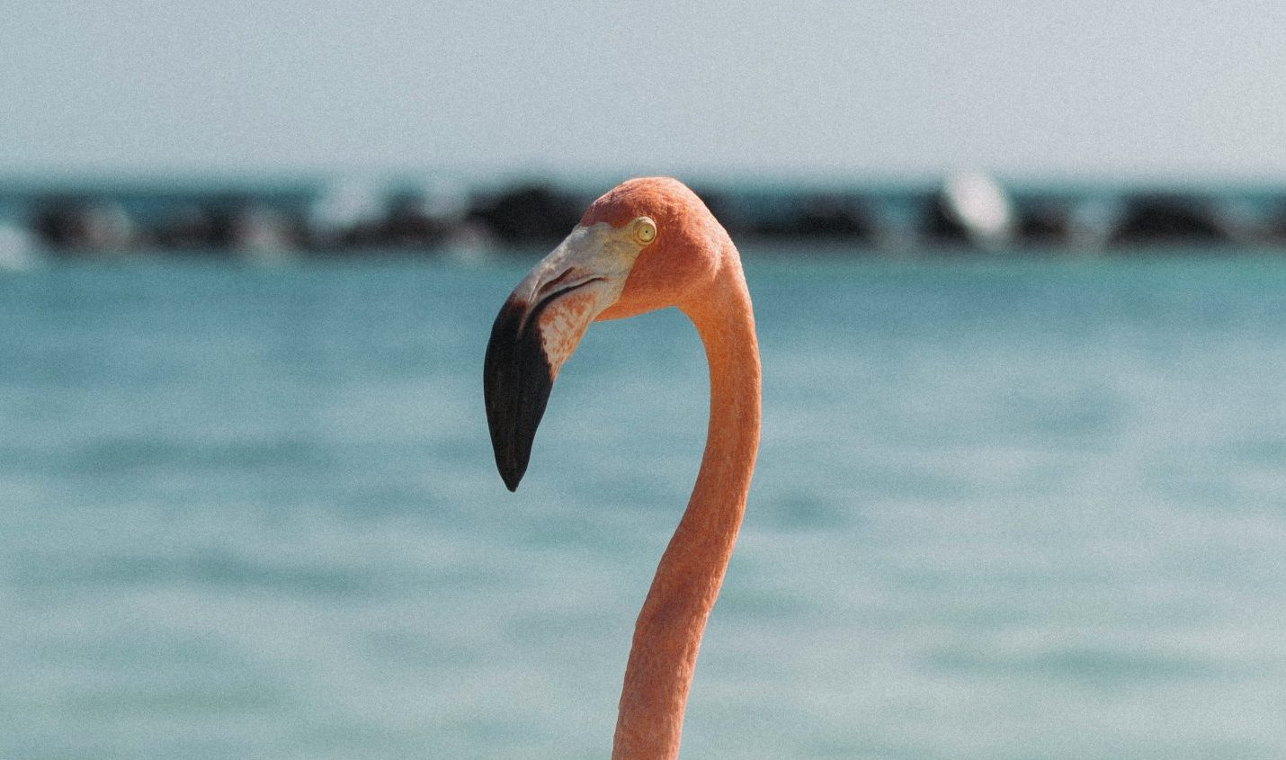 Bingo flamant rose ! UMG conclut un accord avec Nvidia et révèle son propre laboratoire d'IA